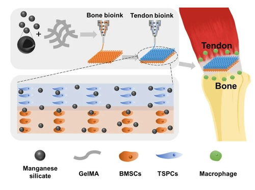 助力肌腱 骨复 3d打印构建免疫多细胞支架