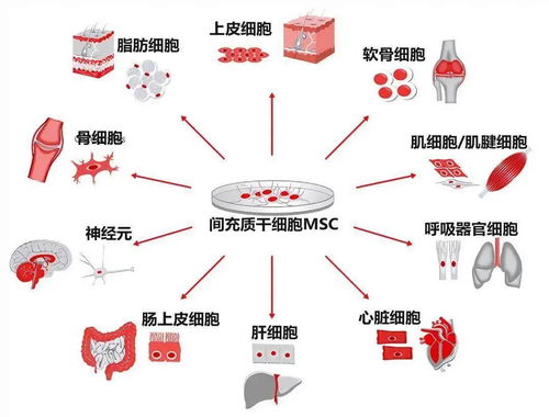 喜讯 缺血性心脏病细胞治疗关键技术创新及临床转化 获国家科技进步二等奖