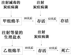 法国科学家巴斯德在研究家畜的炭疽病时.把供实验用的绵羊随机分为甲乙两组.进行了如下实验.请分析回答有关问题 1 针对 注射毒性减弱的炭疽病菌能使绵羊提高免疫力吗